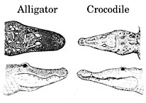 [gators]