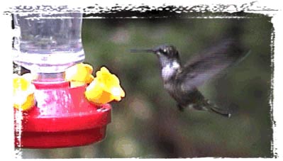 [Hummingbird]